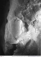 Historisches Foto von Cretatrizocheles doerflesensis (Fraaije et al., 2019) (NHMW-AFW-GEO-BACHMAYER-FOTO-1990-0041-2301)